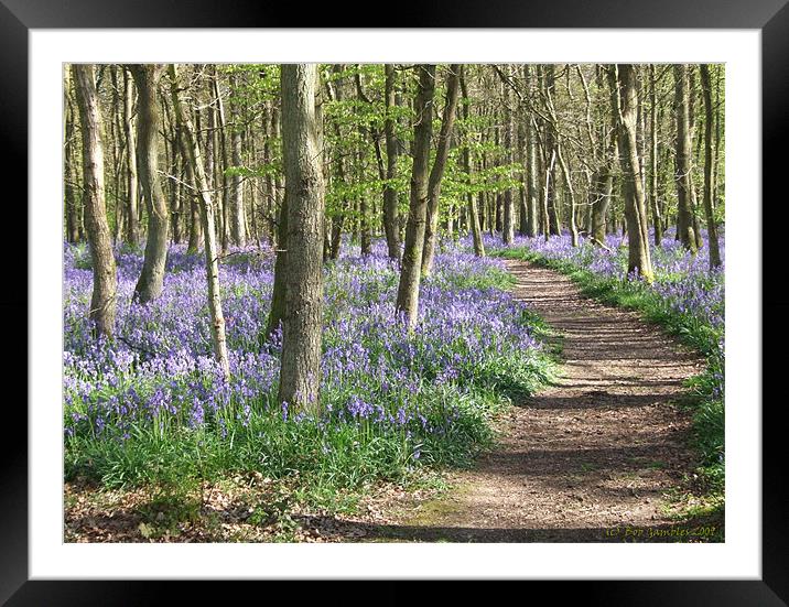 Bluebell Wood Framed Mounted Print by Bob Gambles