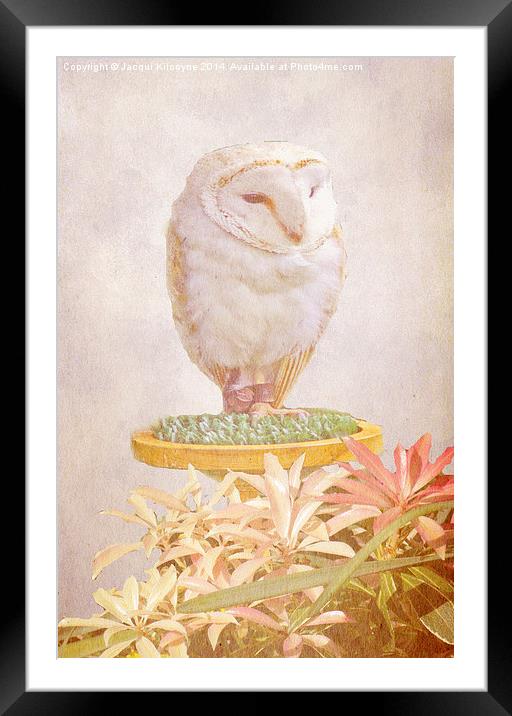 White Owl Framed Mounted Print by Jacqui Kilcoyne