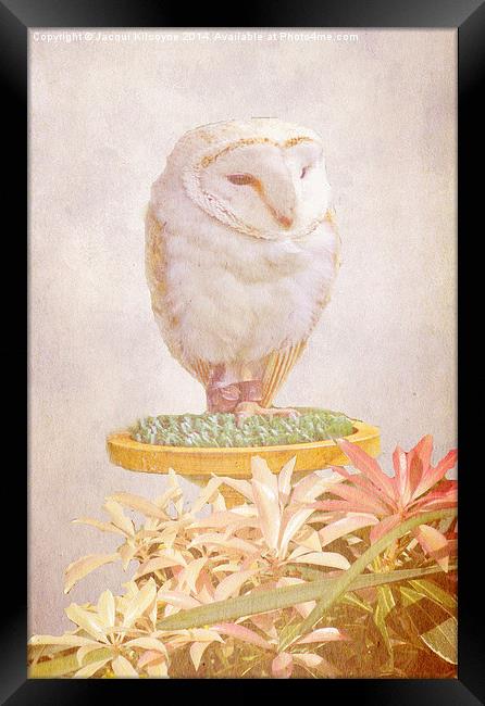 White Owl Framed Print by Jacqui Kilcoyne