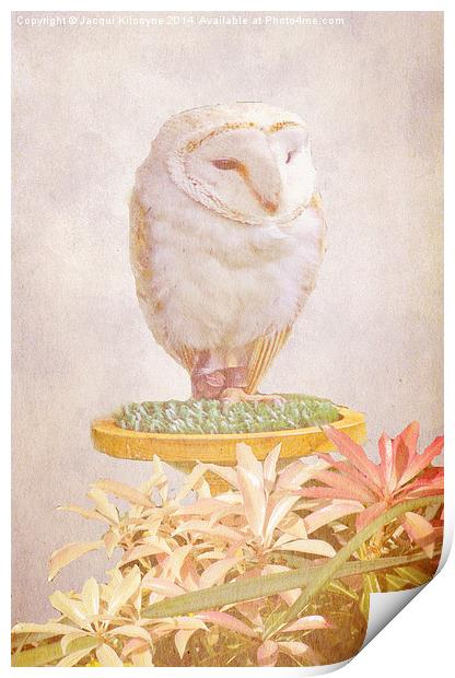 White Owl Print by Jacqui Kilcoyne