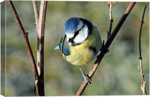 Blue Tit Canvas Print by Michael Hopes