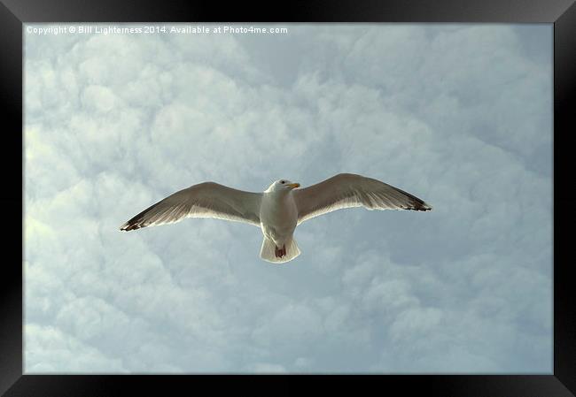 Flying High Framed Print by Bill Lighterness