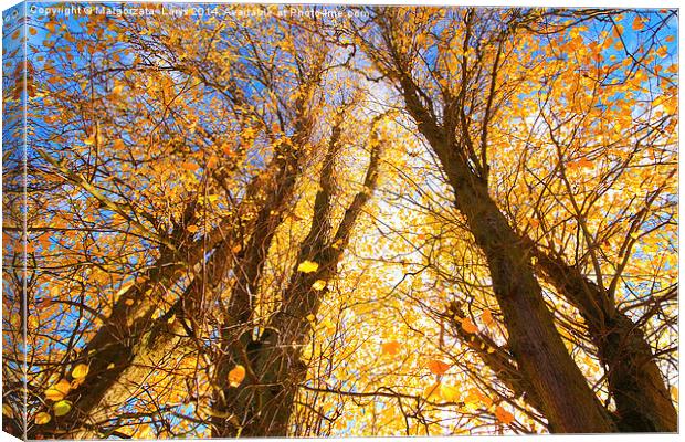 Beautiful Autumnal trees against blue sky Canvas Print by Malgorzata Larys