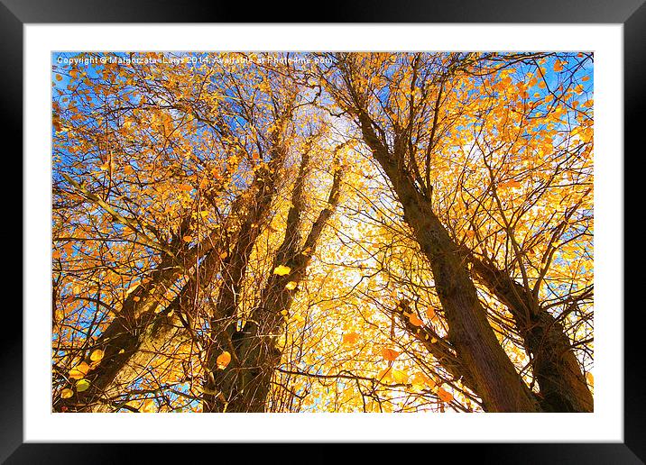 Beautiful Autumnal trees against blue sky Framed Mounted Print by Malgorzata Larys