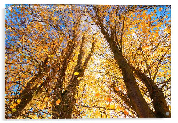 Beautiful Autumnal trees against blue sky Acrylic by Malgorzata Larys