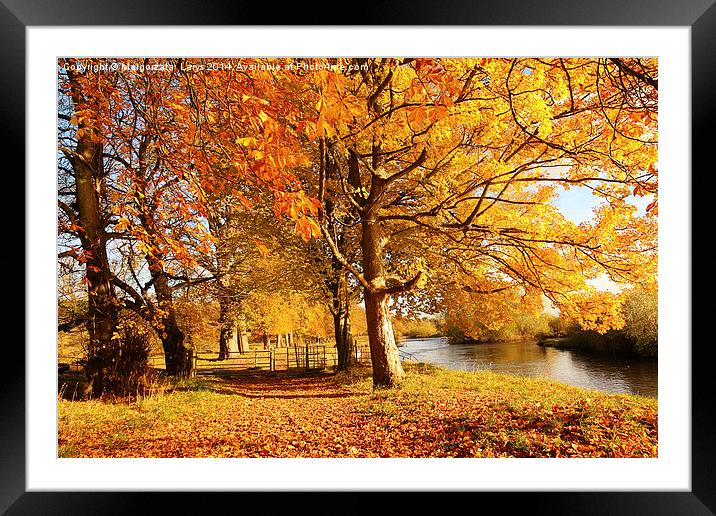 Beautiful Autumn in the Park, Scotland Framed Mounted Print by Malgorzata Larys