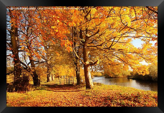 Beautiful Autumn in the Park, Scotland Framed Print by Malgorzata Larys