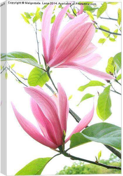 Beautiful magnolia blossom in spring time Canvas Print by Malgorzata Larys