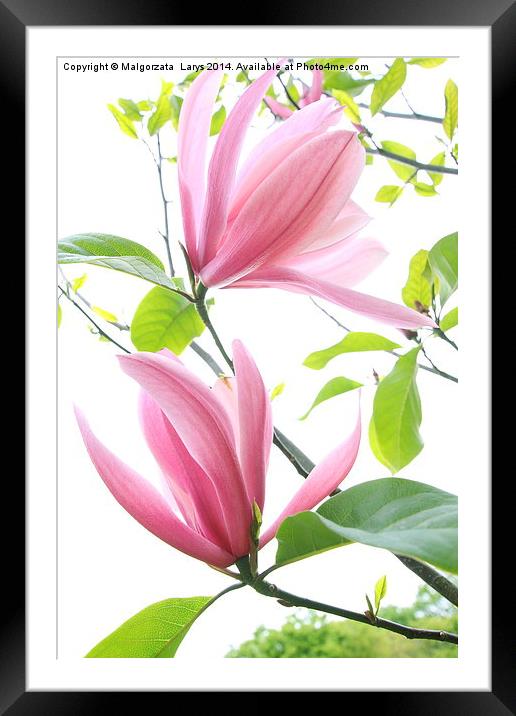 Beautiful magnolia blossom in spring time Framed Mounted Print by Malgorzata Larys