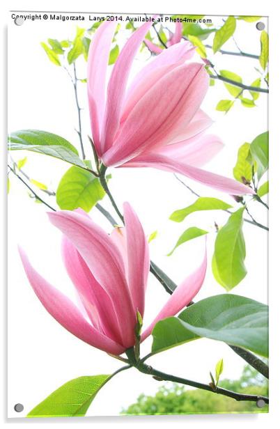 Beautiful magnolia blossom in spring time Acrylic by Malgorzata Larys