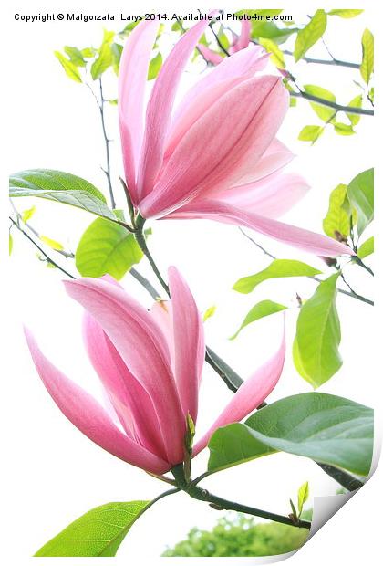 Beautiful magnolia blossom in spring time Print by Malgorzata Larys