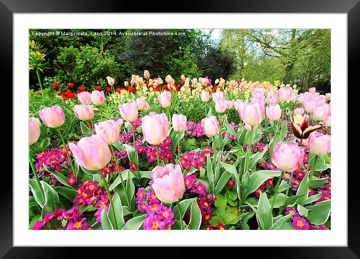 Spring tulips in St James park, London Framed Mounted Print by Malgorzata Larys