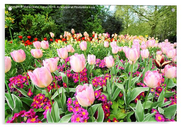 Spring tulips in St James park, London Acrylic by Malgorzata Larys