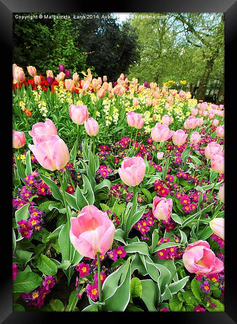 Spring tulips in St James park, London  Framed Print by Malgorzata Larys