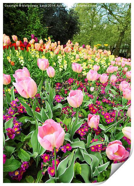 Spring tulips in St James park, London  Print by Malgorzata Larys