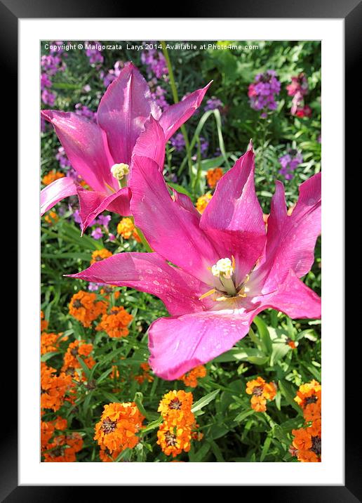 Spring tulips in St James park, London Framed Mounted Print by Malgorzata Larys