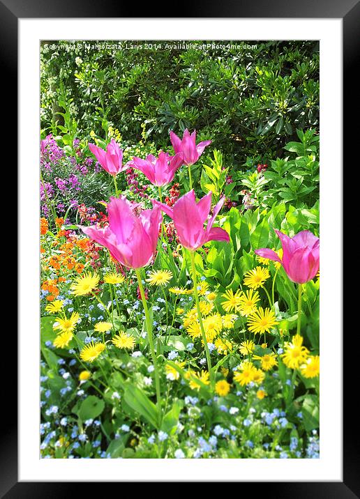 Spring tulips in St James park, London Framed Mounted Print by Malgorzata Larys
