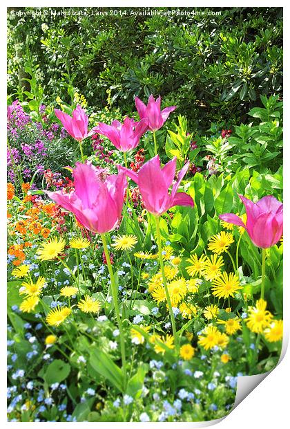 Spring tulips in St James park, London Print by Malgorzata Larys