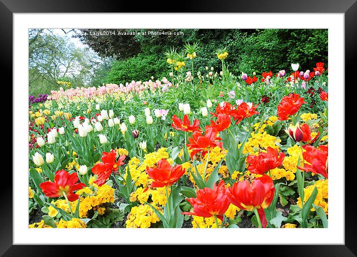 Spring tulips in English park, London  Framed Mounted Print by Malgorzata Larys