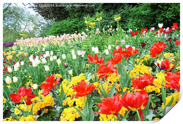 Spring tulips in English park, London  Print by Malgorzata Larys