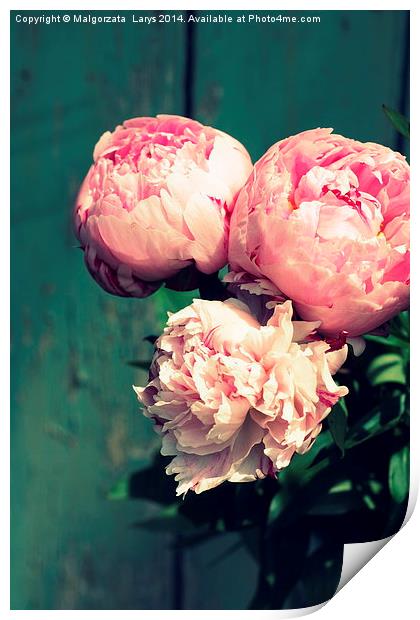Beautiful pink peonies in dark Print by Malgorzata Larys
