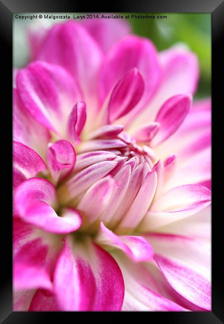 pink dahlia flower background Framed Print by Malgorzata Larys
