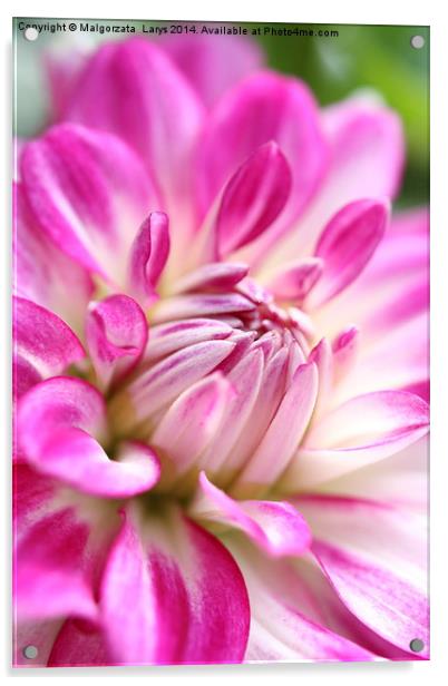 pink dahlia flower background Acrylic by Malgorzata Larys