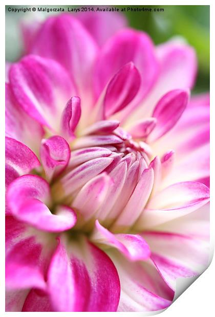 pink dahlia flower background Print by Malgorzata Larys
