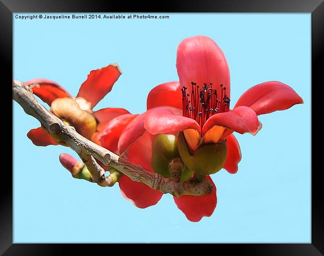 Bombax Flowers Framed Print by Jacqueline Burrell