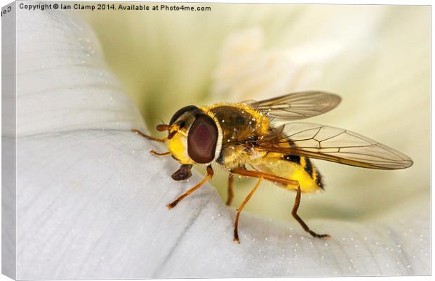 Hoverfly Canvas Print by Ian Clamp