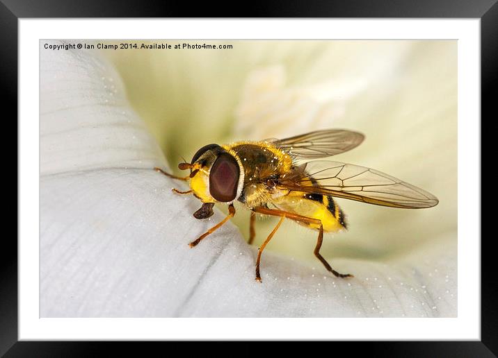 Hoverfly Framed Mounted Print by Ian Clamp
