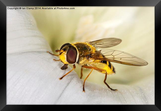 Hoverfly Framed Print by Ian Clamp
