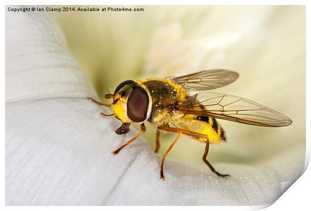 Hoverfly Print by Ian Clamp