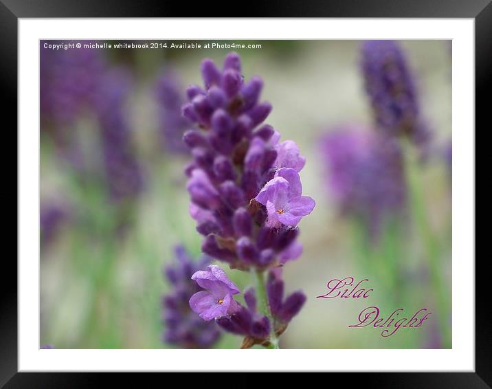 Lilac Delight Framed Mounted Print by michelle whitebrook