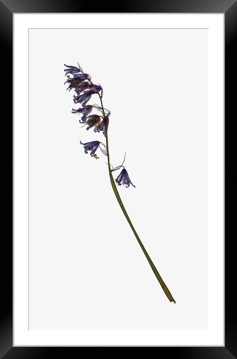 Dried Bluebell Framed Mounted Print by Brian Sharland