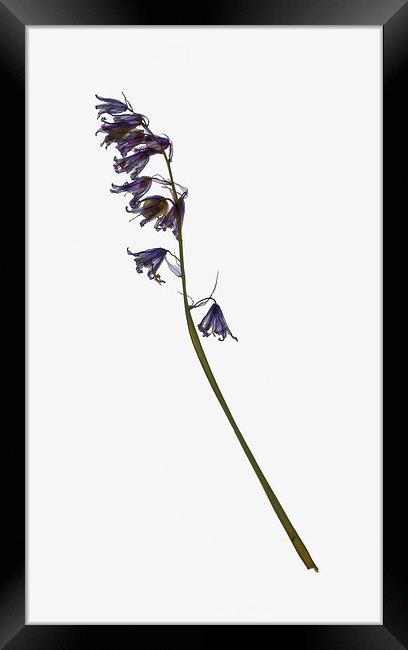 Dried Bluebell Framed Print by Brian Sharland