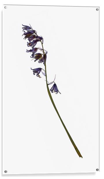 Dried Bluebell Acrylic by Brian Sharland