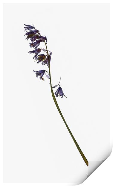 Dried Bluebell Print by Brian Sharland