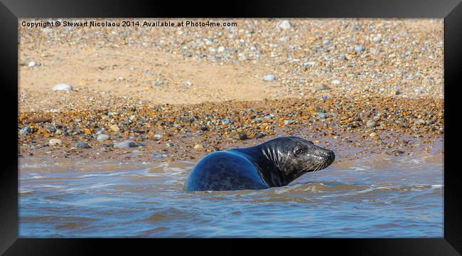 Seal at Blakeney Point Framed Print by Stewart Nicolaou