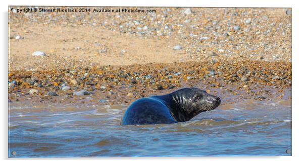 Seal at Blakeney Point Acrylic by Stewart Nicolaou