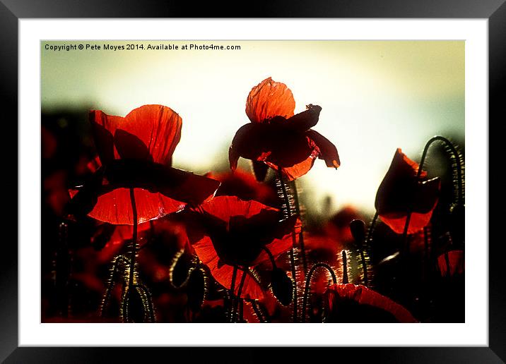 Evening Poppies Framed Mounted Print by Pete Moyes
