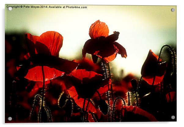 Evening Poppies Acrylic by Pete Moyes