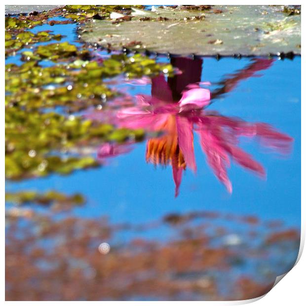 Beautiful Water Lily reflection abstract Print by James Bennett (MBK W