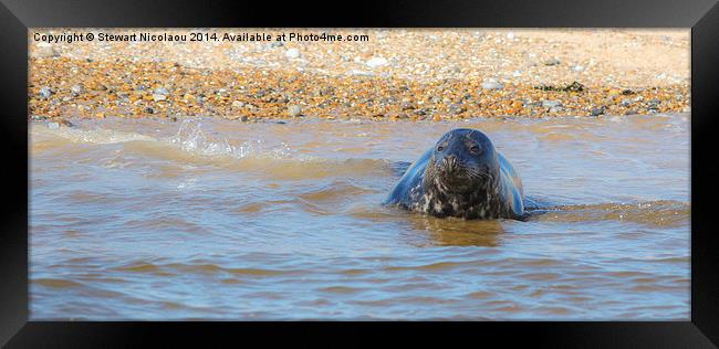 Seal at Blakeney Point Framed Print by Stewart Nicolaou