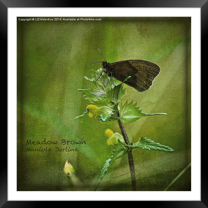 Meadow Brown Butterfly Framed Mounted Print by LIZ Alderdice