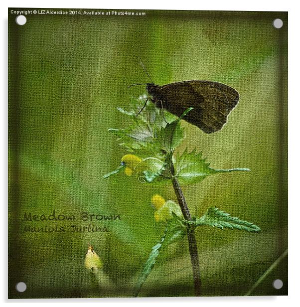Meadow Brown Butterfly Acrylic by LIZ Alderdice