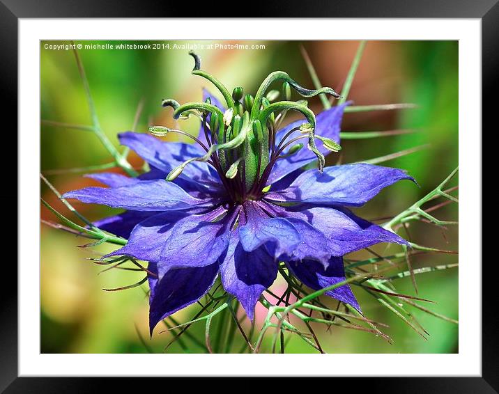 Blue love in a mist Framed Mounted Print by michelle whitebrook