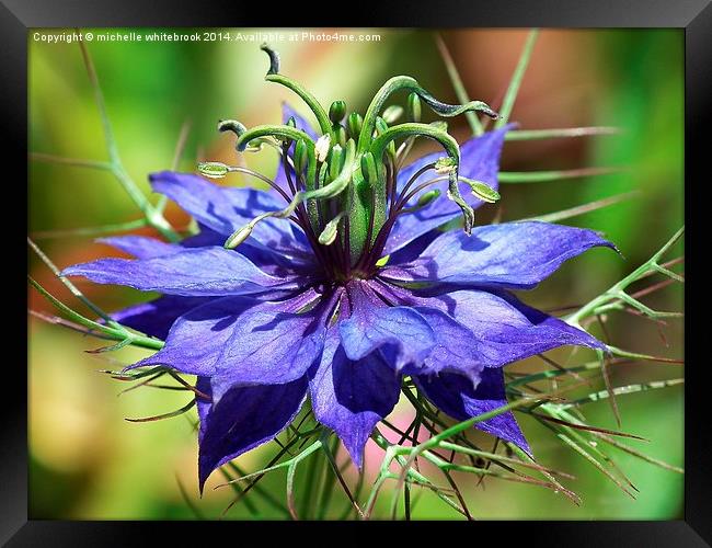 Blue love in a mist Framed Print by michelle whitebrook
