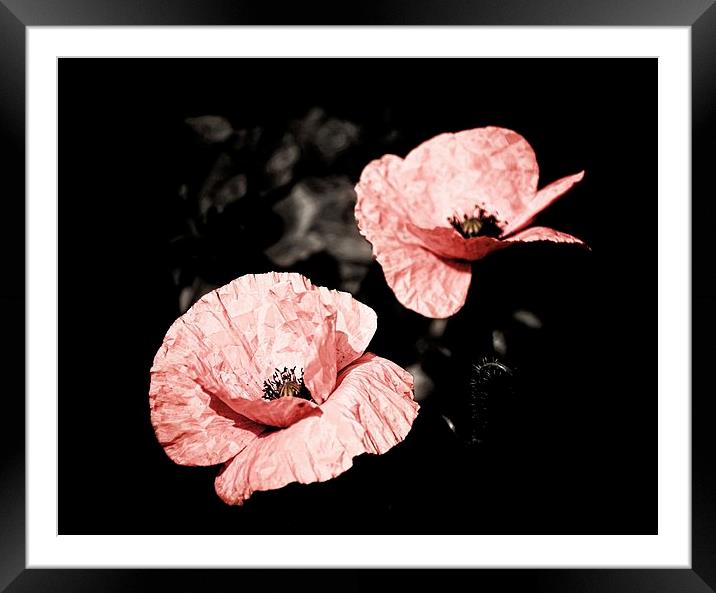 Vintage Poppies Framed Mounted Print by Julia Whitnall