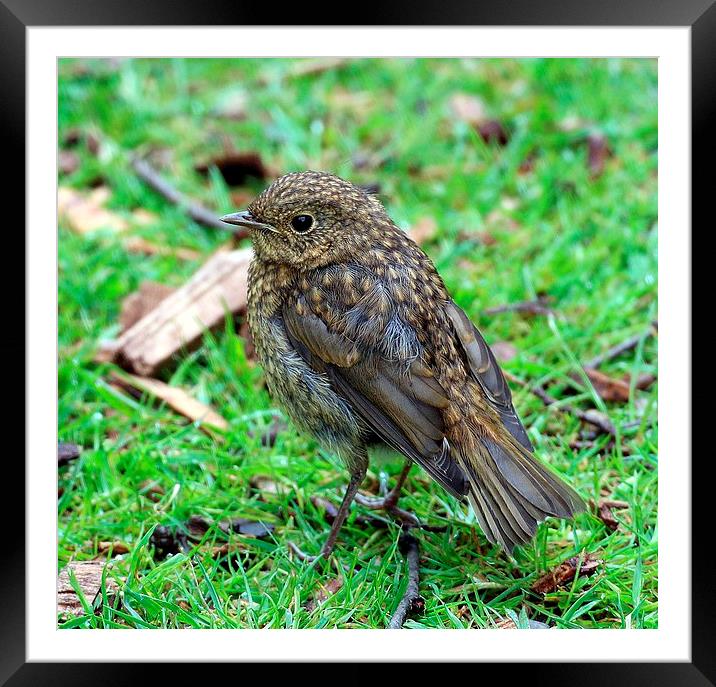 young robin Framed Mounted Print by Martyn Bennett